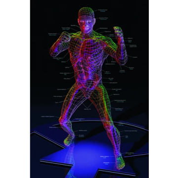 ASP Trainings-Poster "Anatomy" gerahmt